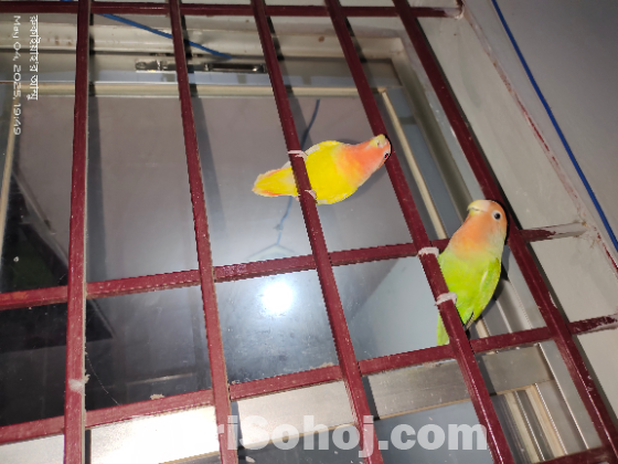 Love birds and khacha ar chobir sob e